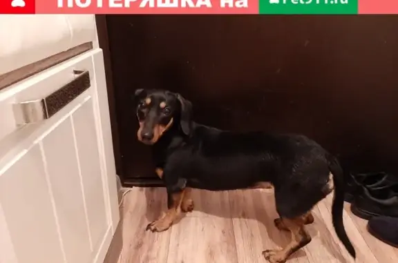 Найдена собака возле Российской в Краснодаре