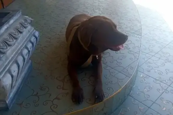 Собака Лабрадор найдена на улице Кечкеметская, 29 в Симферополе