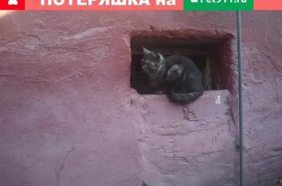 Потерянная домашняя кошка обитает в томском подвале