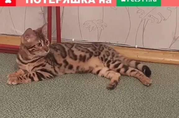 Пропала бенгальская кошка в Москве