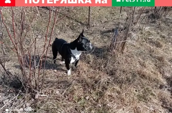 Пропал щенок по адресу пр. Передовиков, Санкт-Петербург
