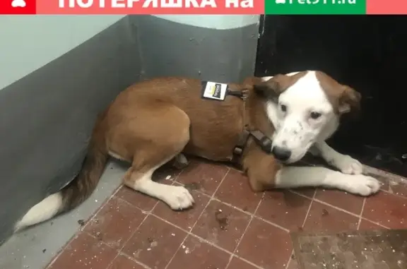 Найдена собака в Люблино, Москва