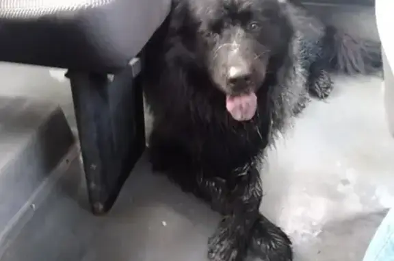 Собаки потеряшки, Орёл, фото: Потеряшка собака на маршруте №19 в районе Веселой слободы