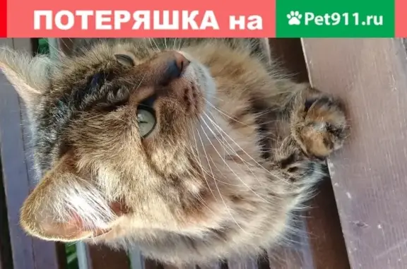 Потерянная кошка в Москве с голубым ошейником