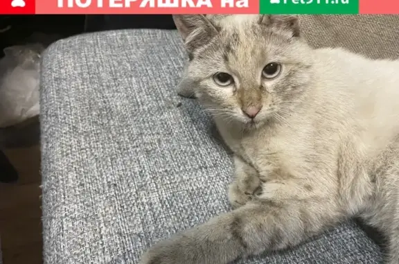 Найдена кошка в Лефортовском тоннеле
