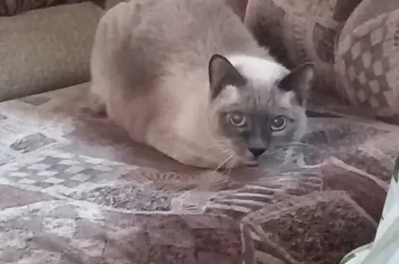 Найдена сиамская кошка в Астрахани