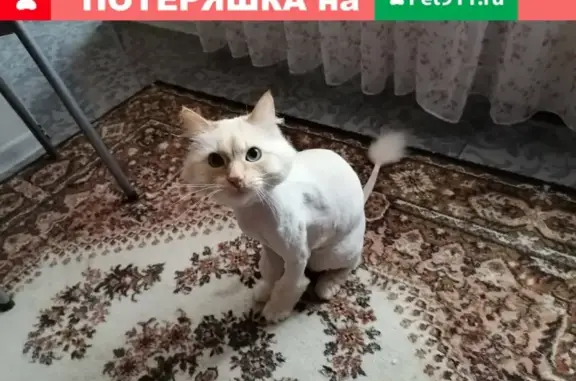 Пропала кошка Мытищи, ул. Семашко 4к3, белый с рыжим окрасом и голубыми глазами.