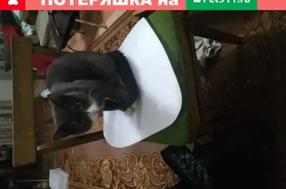 Пропал котик на Соломенном Труде 6 в Петрозаводске