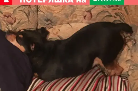 Пропала собака Степа в Видном
