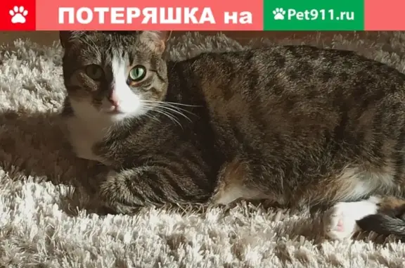 Пропала кошка Мася в Щёлково