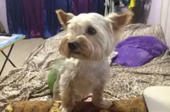 Собаки потеряшки, Петрозаводск, фото: Потеряшка йоркширский терьер, адрес: ул. Ивана Земнухова, 14.