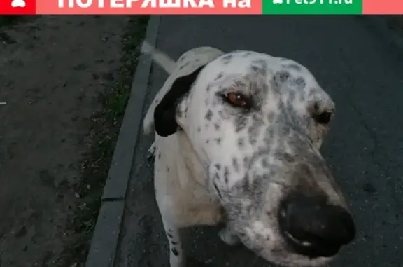 Найден крупный белый пес на ул. Красина 9/1 в Краснодаре