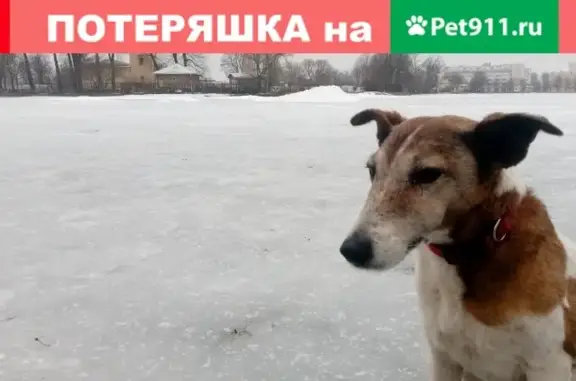 Пропала собака в деревне Олики, Ломоносовский район
