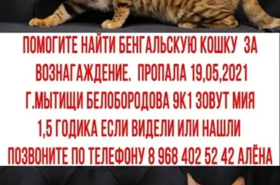 Пропала кошка в Мытищах на улице Белобородова, 9к1