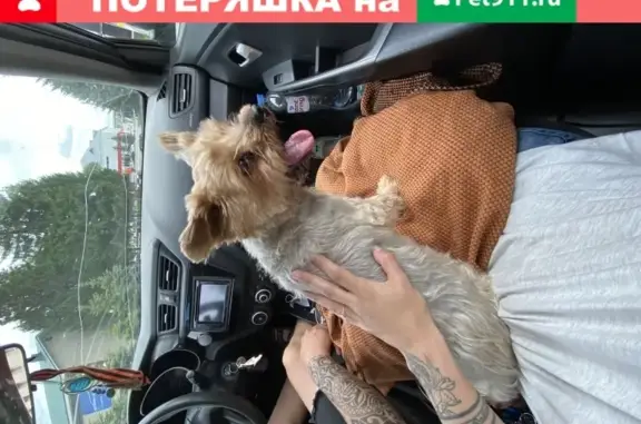 Собака найдена на Центральной улице в Казани