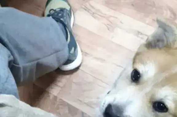 Пропала собака в Казани, светло-рыжая с белыми пятнами.