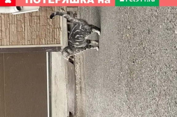 Найдена кошка возле гаража в Кемерово.