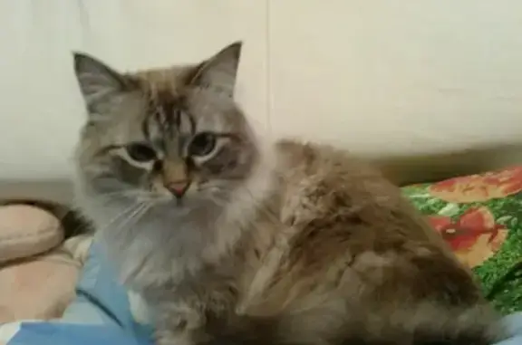 Пропала кошка с Развилки, 10 лет, голубые глаза