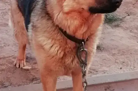 Собаки потеряшки, Нижний Новгород, фото: Потеряшка Немецкая овчарка, Ч-Р, 4 года, Н. Новгород