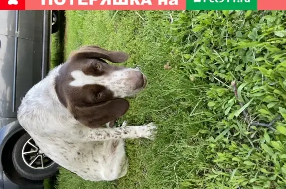 Найдена собака на улице Бойцов, Курск