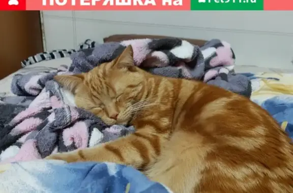 Потерянные животные Сергиев Посад, фото: Пропал кот в Сергиевом Посаде: ул. Чапаева, Куйбышева, Щорса.