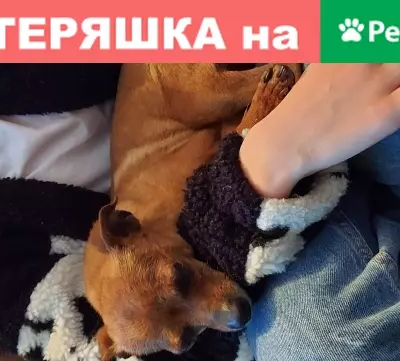 Найден добрый Той-терьер в Щёкино