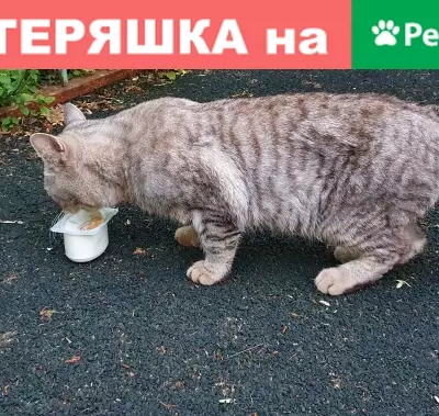 Найден кот возле футбольного поля в Москве