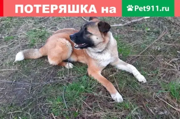 Пропала собака Кузя в Волгореченске