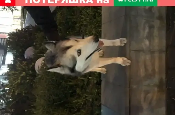 Найдена собака Хаски на Олимпийском проспекте в Москве
