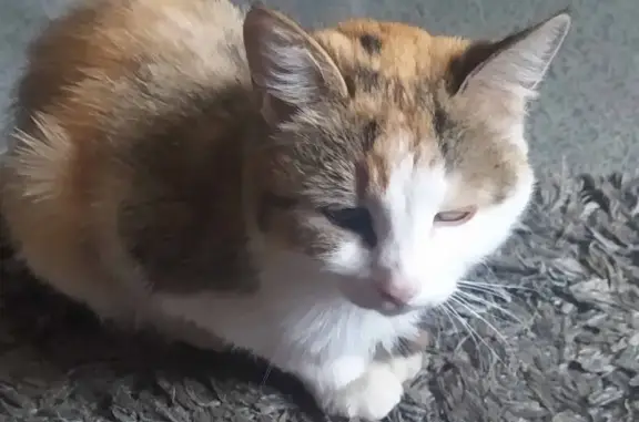 Ласковая кошка найдена в Москве.