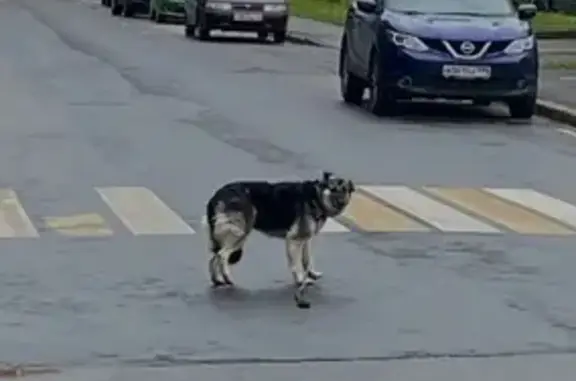 Собака найдена на Дегунинской улице, Москва