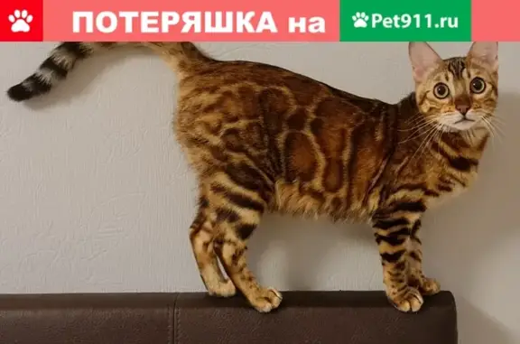 Пропала бенгальская кошка в Красногорске, вознаграждение