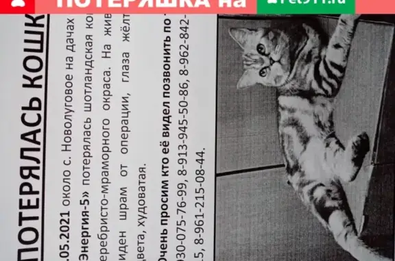 Кошки потеряшки, Новосибирск, фото: Потеряшка Шотландская кошка с шрамом, Новосибирский район, СНТ Энергия-5