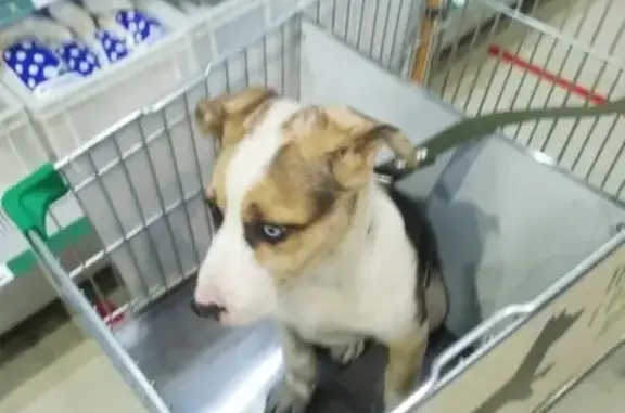 Собаки потеряшки, Ангарск, фото: Потеряшка собака возле магазина Виктория в 72 квартале, Ангарск