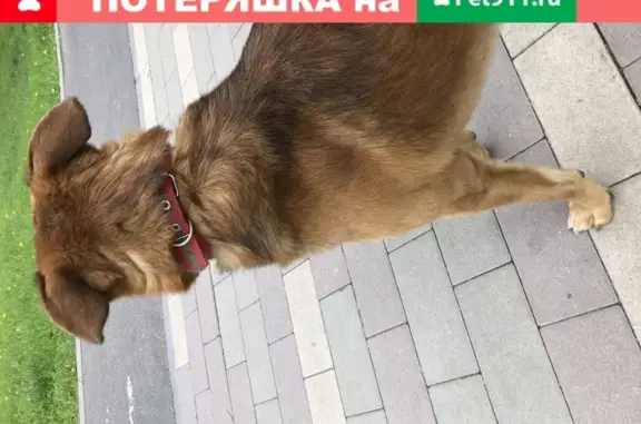 Собака потерялась в парке Бутово (Москва)
