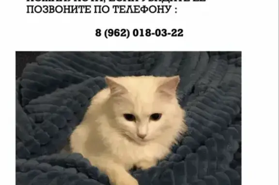 Пропала кошка в Зелёной роще, Ставрополь