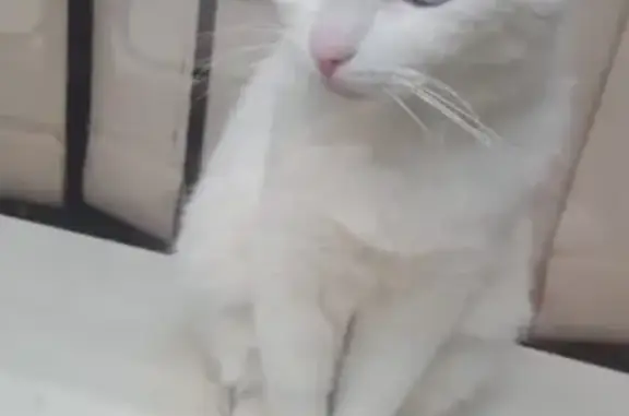 Пропала молодая белая кошка в Москве.