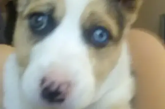 Собаки потеряшки, Ангарск, фото: Потеряшка собака Челси, 4 мес., Ангарск, 89141243442