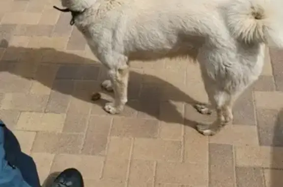 Найдена белая собака на Зеленчукской