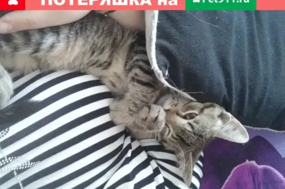 Кошки потеряшки, Санкт-Петербург, фото: Потеряшка кот Барсик на Витебском проспекте в СПб