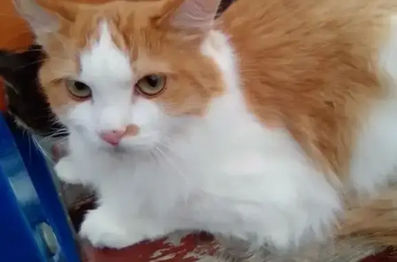 Пропала кошка в Альметьевске, рыже-белого цвета, 2 года.