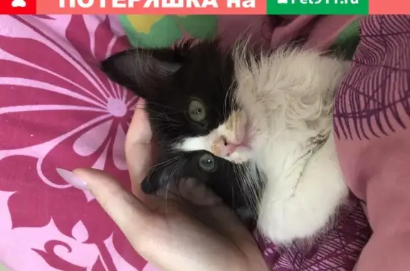 Найдена кошка Марсик в Астрахани