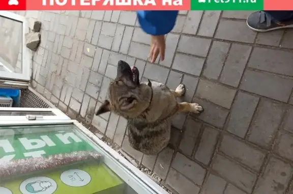 Собака ищет хозяина на остановке автовокзала в Казани