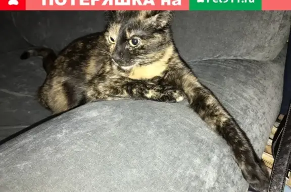 Пропала трехцветная кошка в Тольятти