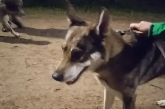 Найдена ушастенькая собака в парке Сосновка, адрес хозяина неизвестен.