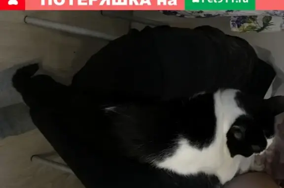 Пропала кошка Феликс в Москве, ищу на Ташкентском переулке