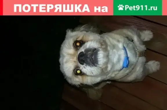 Пропала собака Тиша на ул. Рождественская, Балашиха