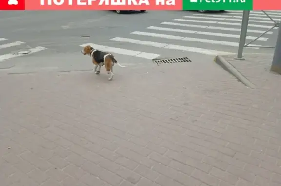 Найдена собака на перекрестке Никитина в Володарском районе