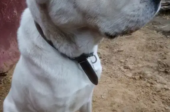 Пропала собака в Ягодном: помогите найти!