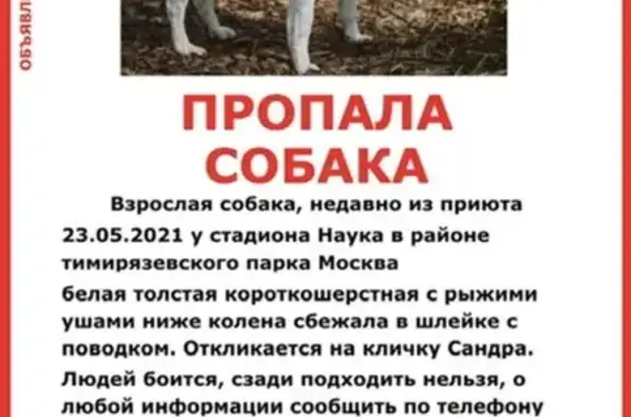 Пропала собака на Ленинградском шоссе, прихрамывает.
